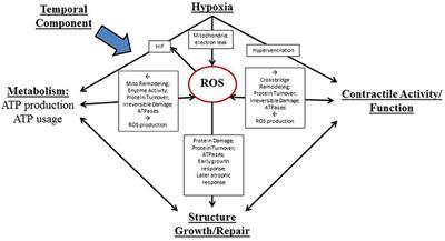 Diaphragm Muscle Adaptation to Sustained Hypoxia: Lessons from Animal Models with Relevance to High Altitude and Chronic Respiratory Diseases